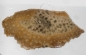 Preview: Slab Fossil Coral